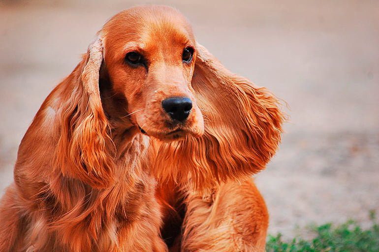 Cocker Spaniel Inglés