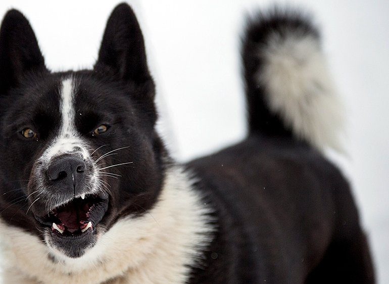 Perro de osos de Carelia