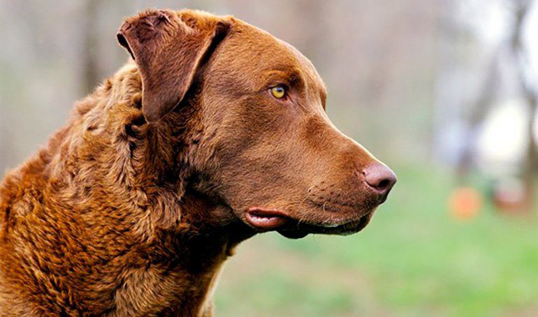 Retriever de Chesapeake