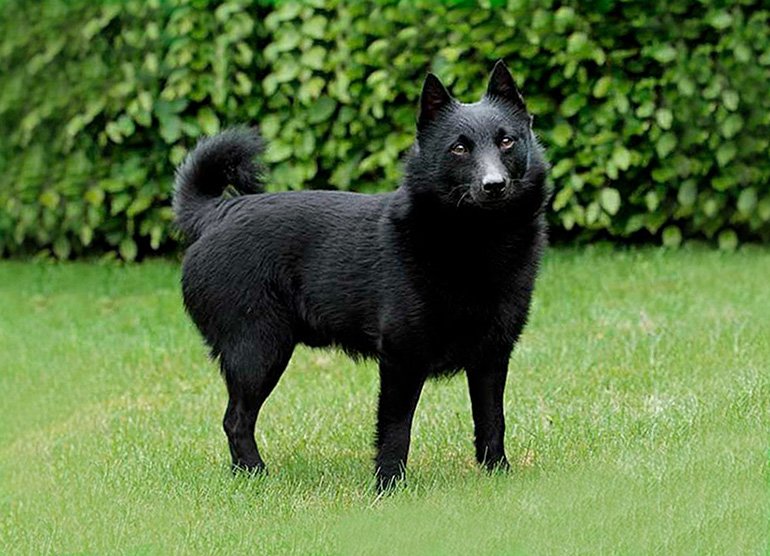 Schipperke