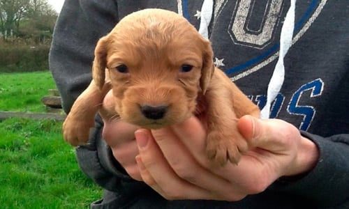 cachorro recien nacido cocker spaniel