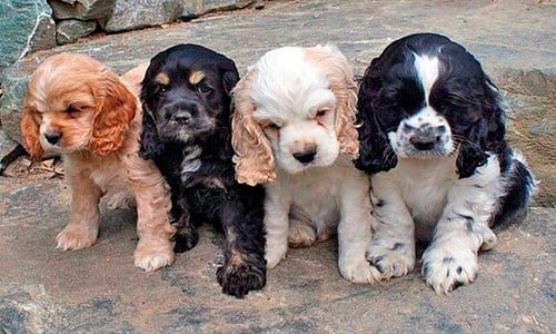 cachorros de colores de cocker Spaniel