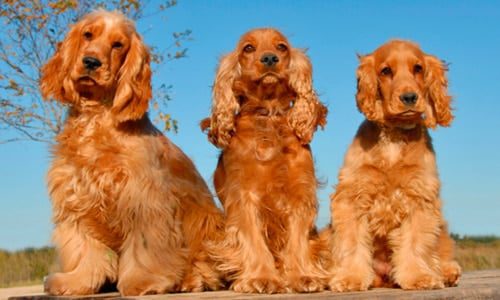 cocker spaniel adulto dorado
