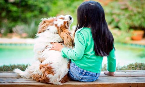 cocker spaniel con niño