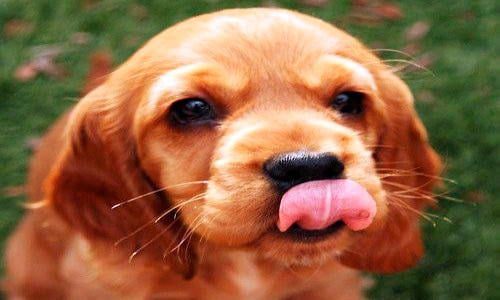 Cocker Spaniel sacando la lengua