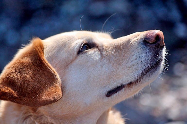 perro con acaros del a sarna