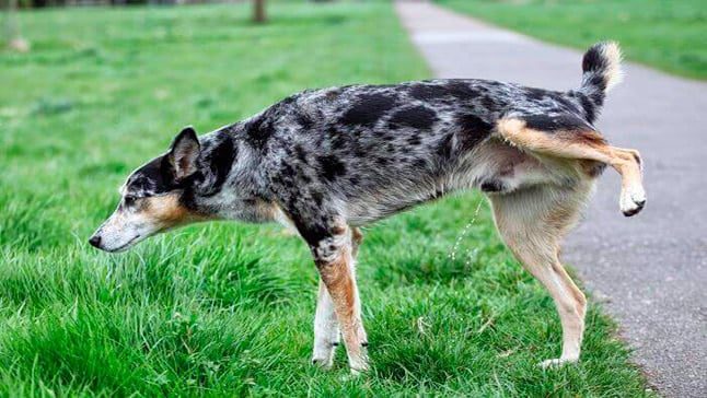 perro haciendo pis