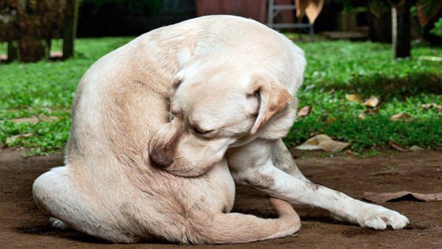 perro rascansose lomo