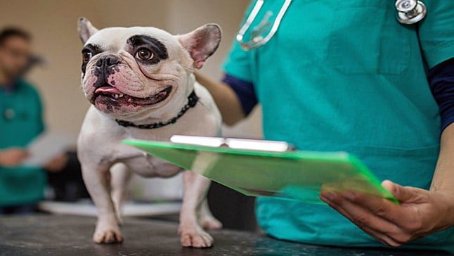 perro revision veterinaria