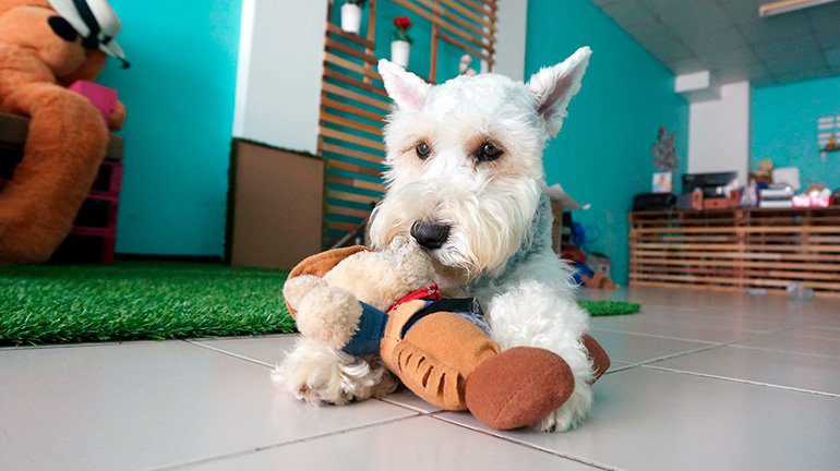 Schnauzer miniatura jugando en casa