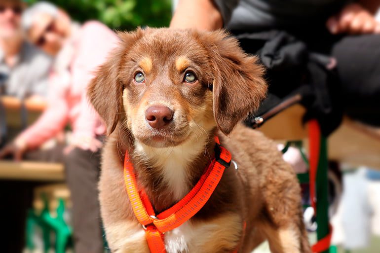 perro esperando para pasear