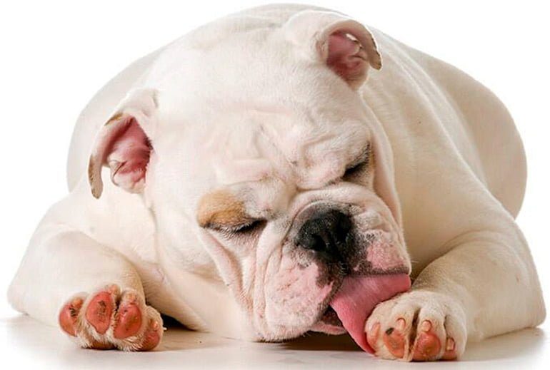 perro lamiendose las patas