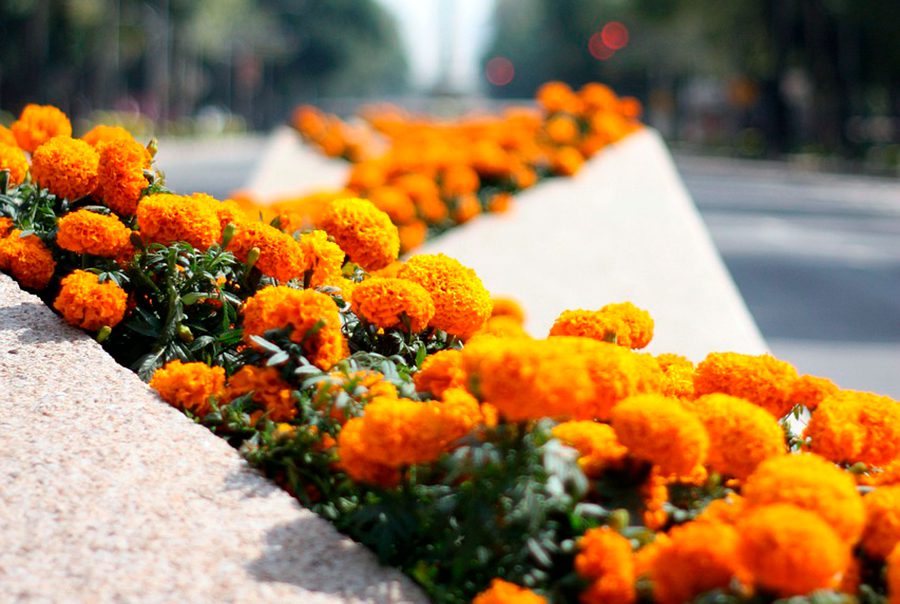 flores-de-cempasuchil