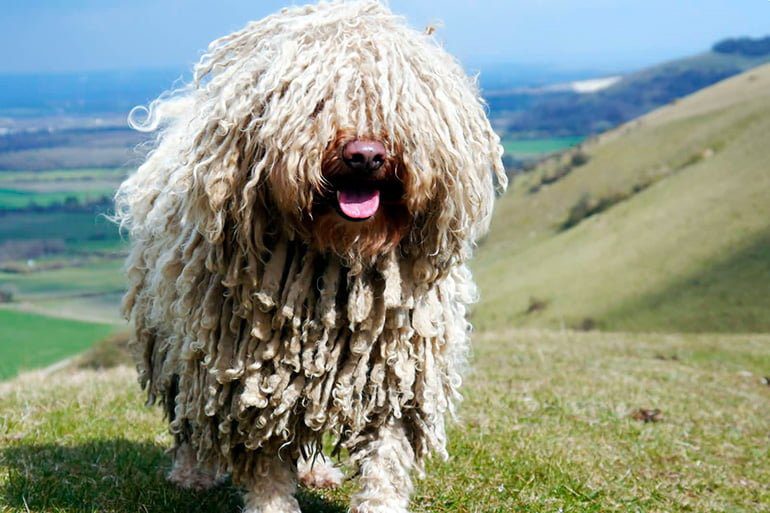 perro puli de pelo blanco en la montaña