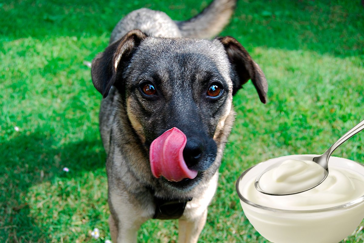 perro comiendo yogur 2