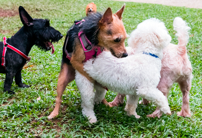 perra-en-celo-siendo-montada