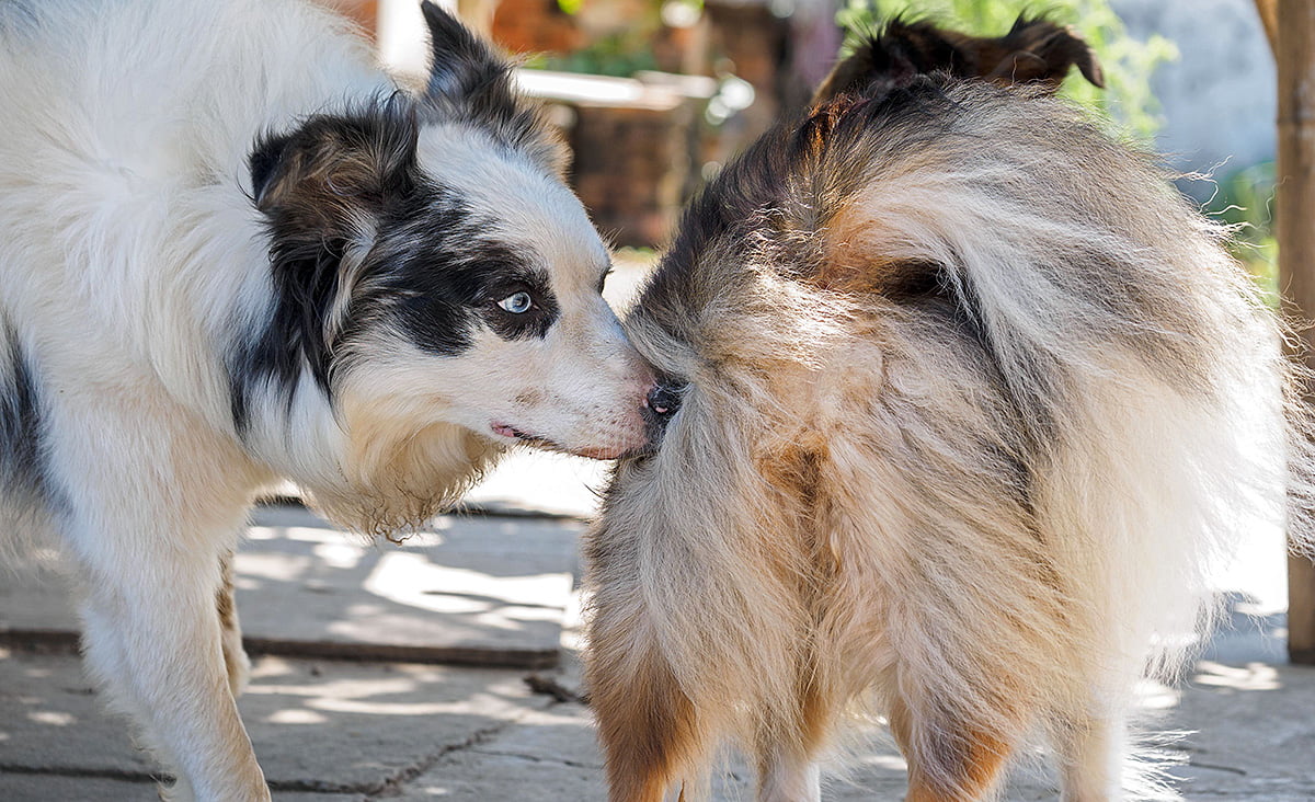 perra en celo siendo olida por un perro macho
