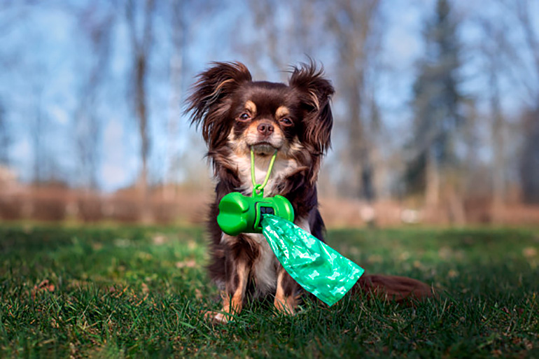 perro-con-bolsas-para-la-caca