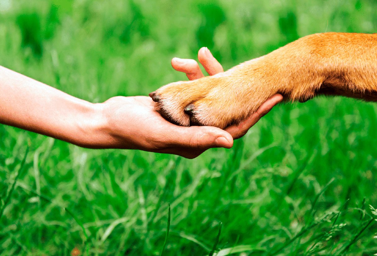 perro dando la patita