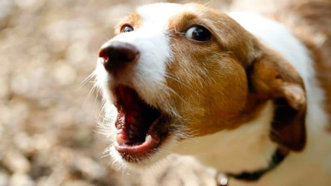perro ladrando