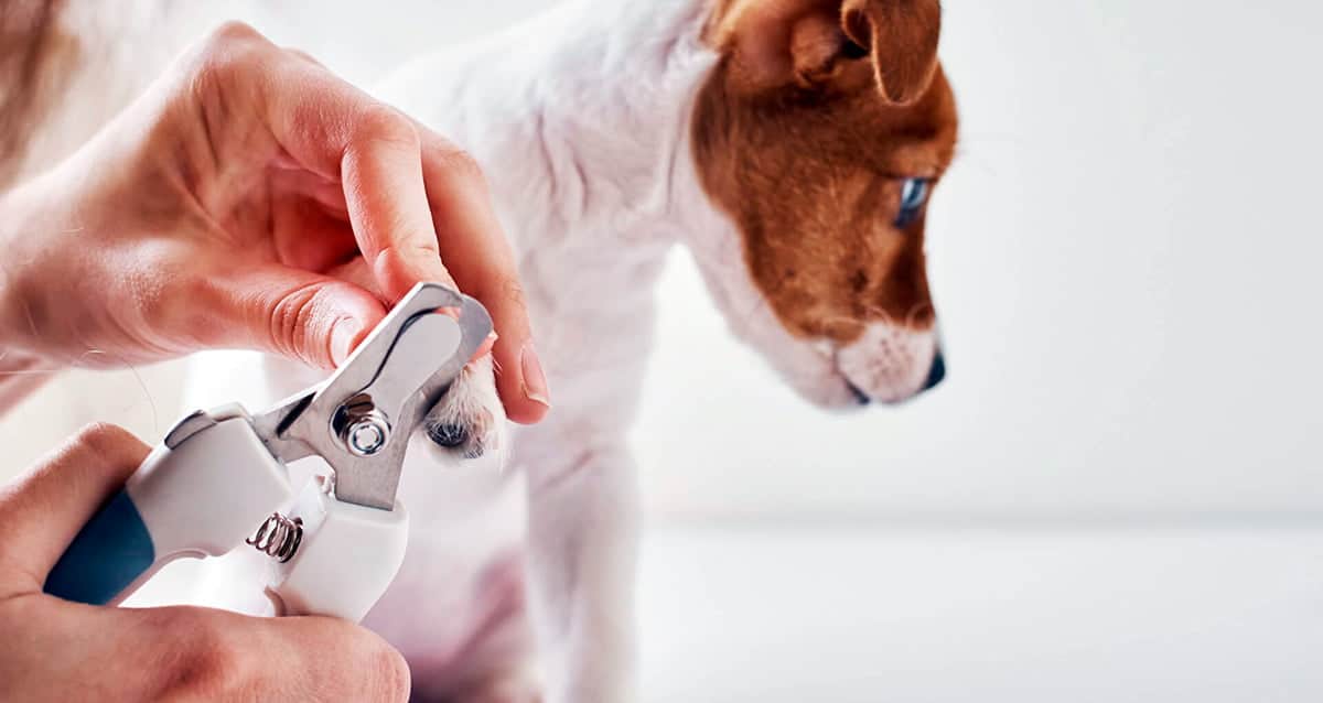 cortando las unas a un perro