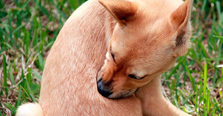 perro con pulgas rascandose