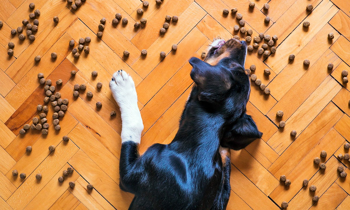 perro comiendo croquetas para perros