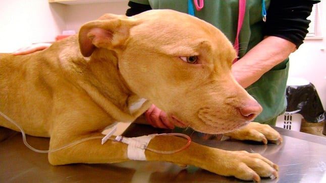 perro en veterinario