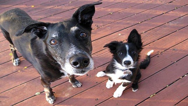 perro viejo y cachorro