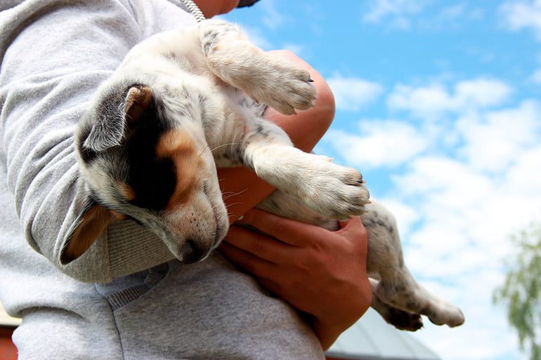 perro muerto en brazos de su humano