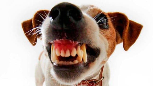 perro dientes