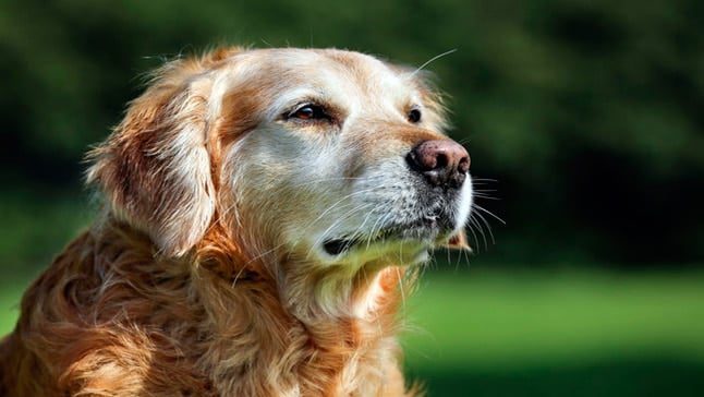 perro anciano