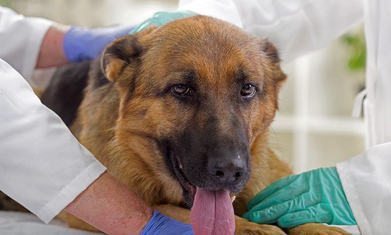 perro en el veterinario