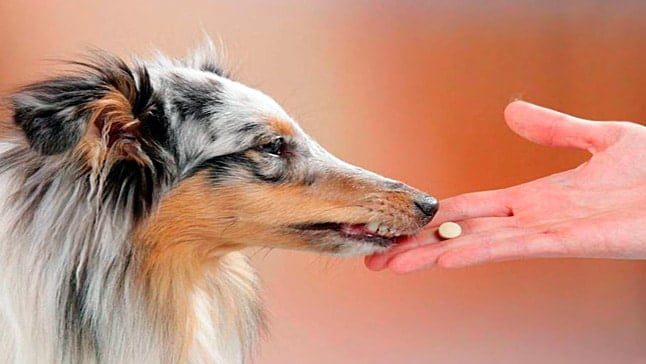 perro pastilla