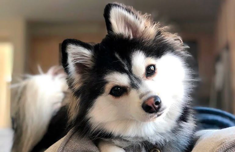 perro pomsky