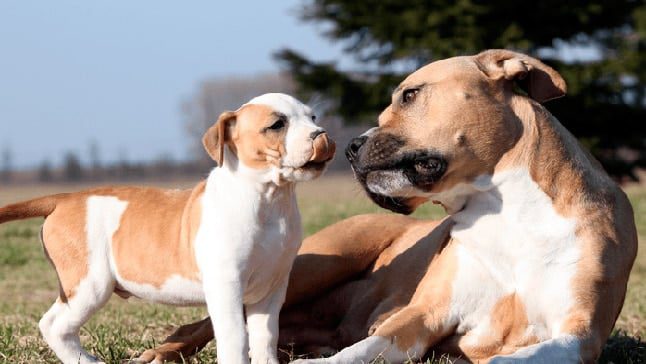 pitbull perro y cachorro