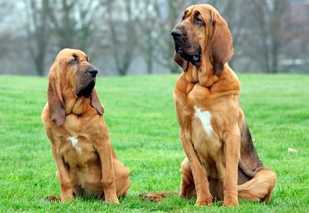 bloodhound