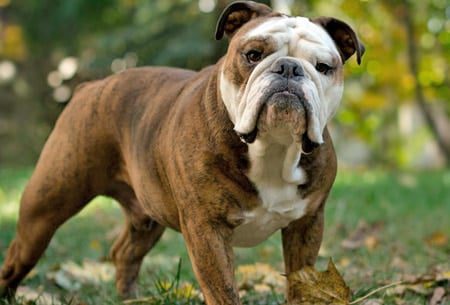 bulldog ingles