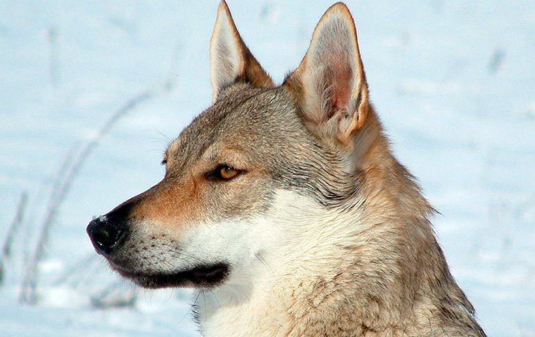 caracteristicas del perro lobo checoslovaco tumbado