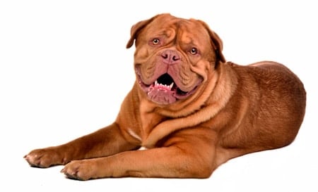 dogo de burdeos