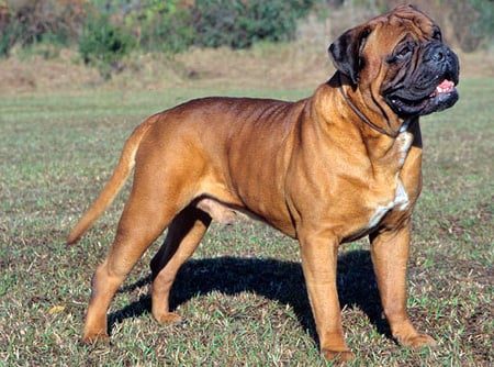 bullmastiff