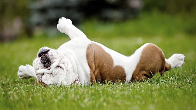 perro haciendo la croqueta