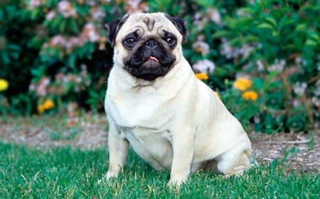 pug