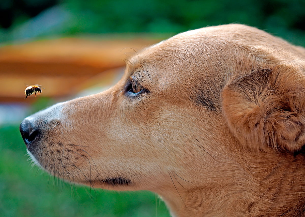 abeja en el hocico de un perro