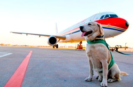 perro viajando en avión