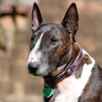 bull terrier ingles bajo el sol