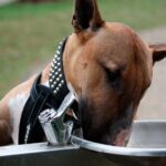 bull terrier ingles bebiendo agua
