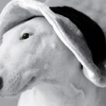 bull terrier ingles con un sombrero