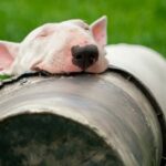 bull terrier ingles duermiendo la siesta en el jardin