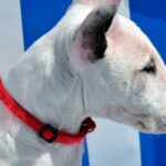 bull terrier ingles en los cambiadores de la playa